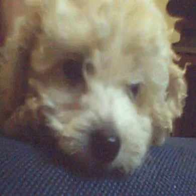 Belinha