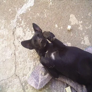 Pitanga