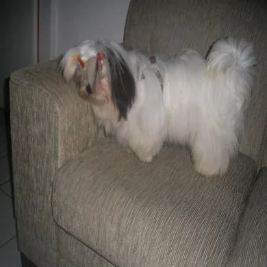 Hércules andyhara kennel