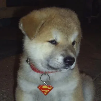 AKIRA