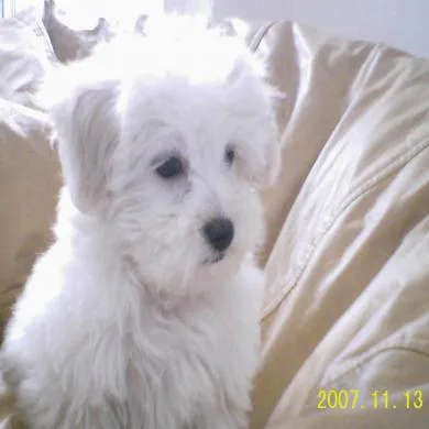 leozinho