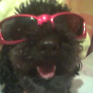 snoopy