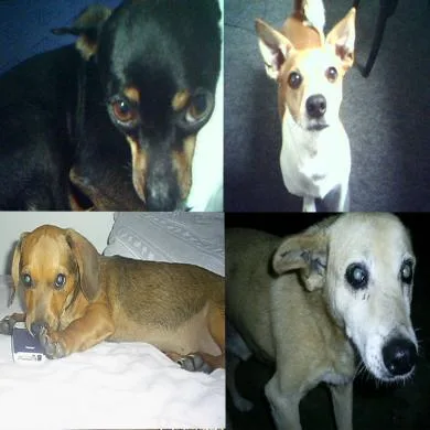  Kenne G, Xuxu, Lee e Veinho