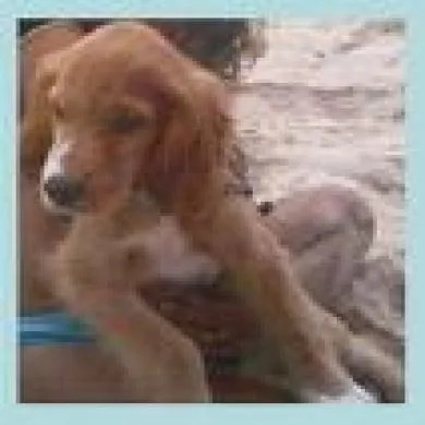 apolo