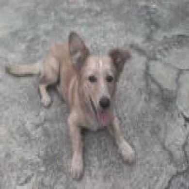 Luma