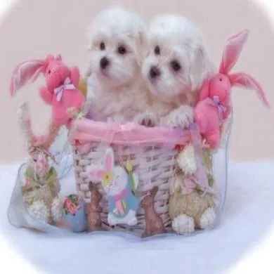 pepita e pedrita