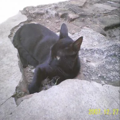 preto