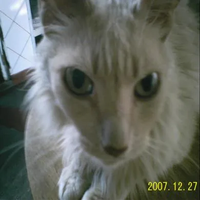 boby