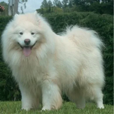 Urso