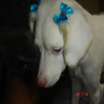 belinha