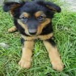 BEBEL