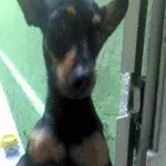 Toby