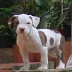 Red Nose