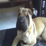 Jack