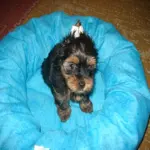 polly