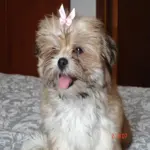 Mya